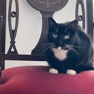 Meet your Posher, Joey